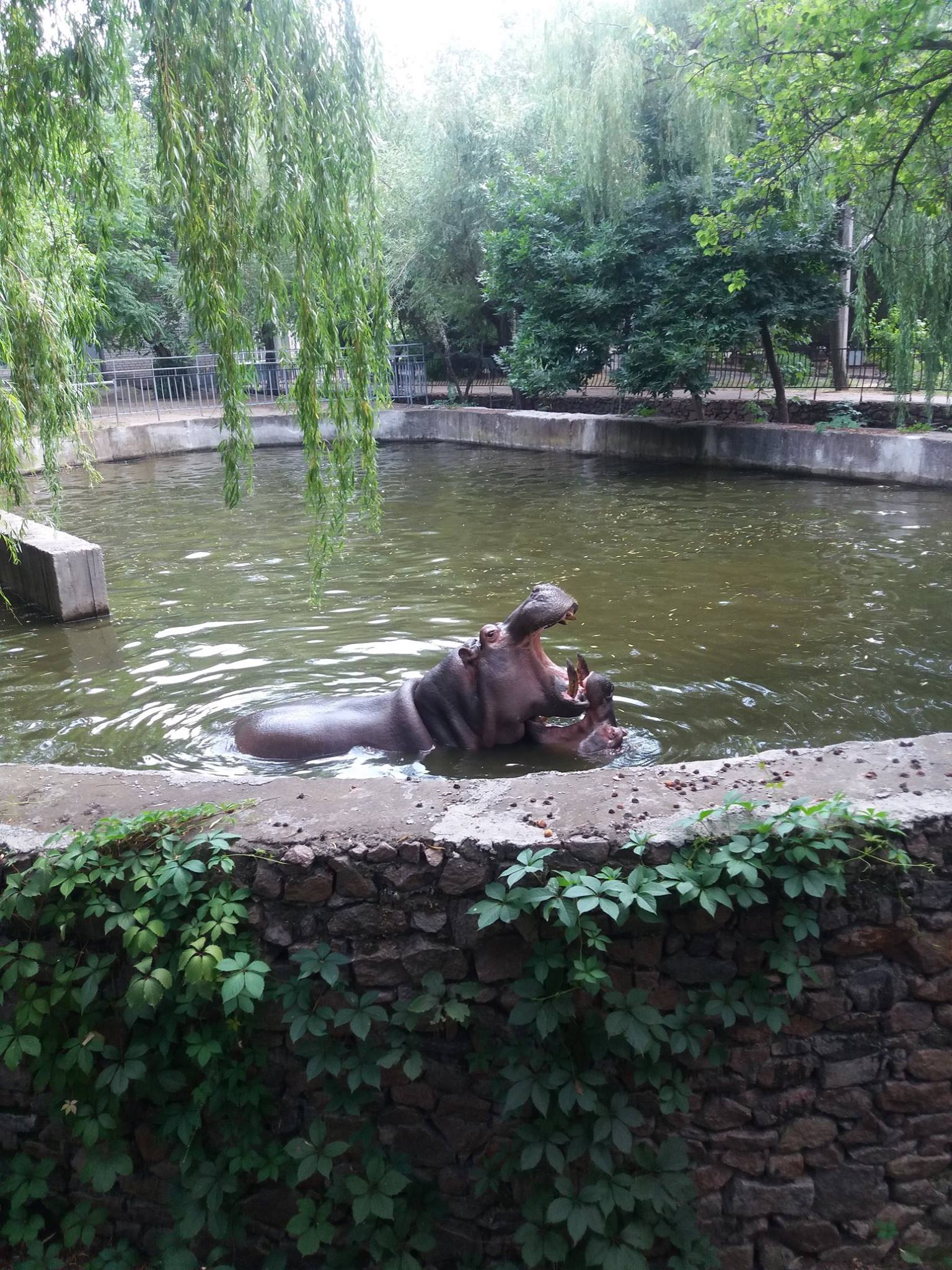 Як голубляться бегемоти в Миколаївському зоопарку - фото 1