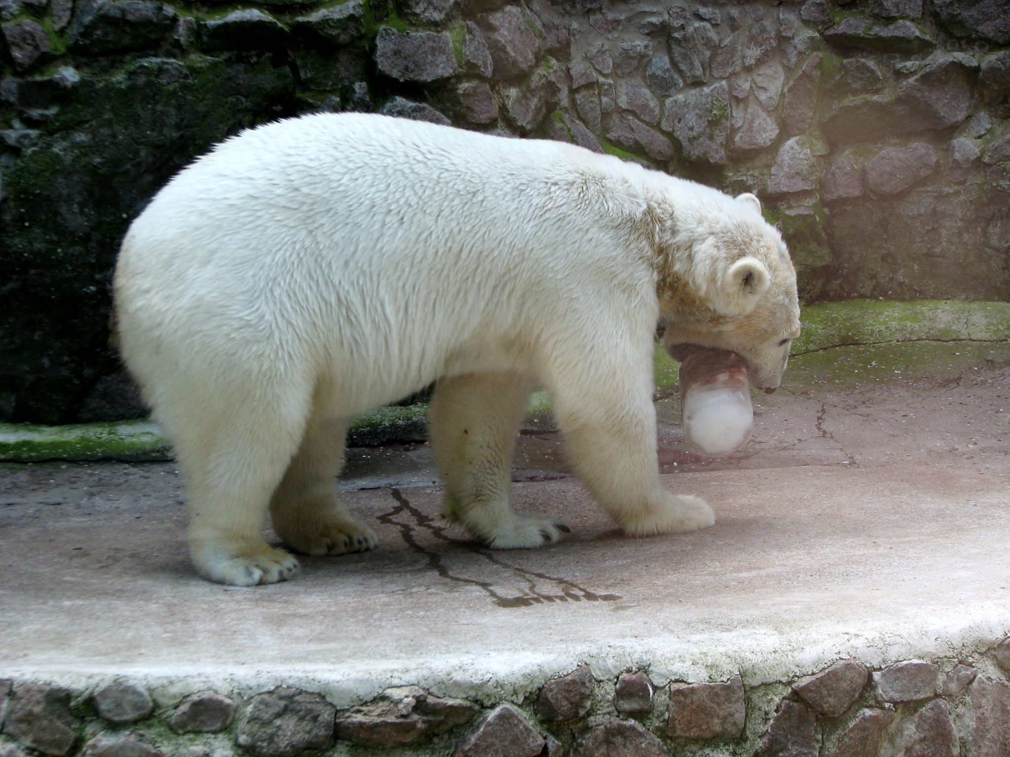 У Миколаївському зоопарку ведмедів освіжають рибним морозивом - фото 1