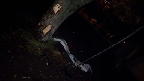 У Харкові троє п’яних поліцейських врізалися у стовп і дерево - фото 1