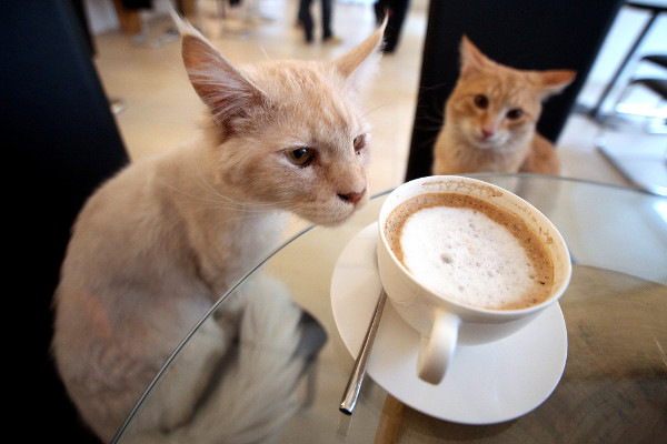 ТОП-5 котячих кафе у світі - фото 4