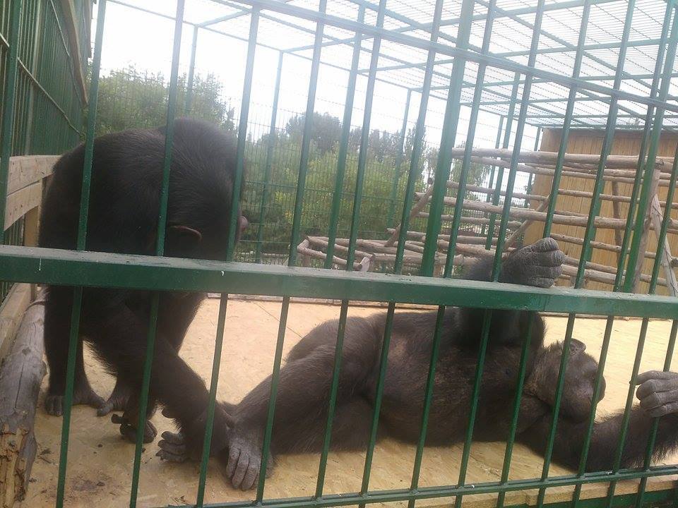 Харківський зоопарк відправив своїх мавп на море  - фото 1