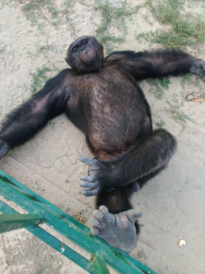 Харківський зоопарк відправив своїх мавп на море  - фото 2
