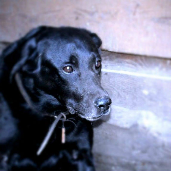 Невигадана історія: Як в Києві вірний пес захищав свою померлу господарку - фото 3