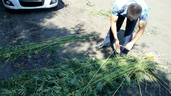 На Миколаївщині між рядками соняшника виростили цілу плантацію коноплі - фото 1