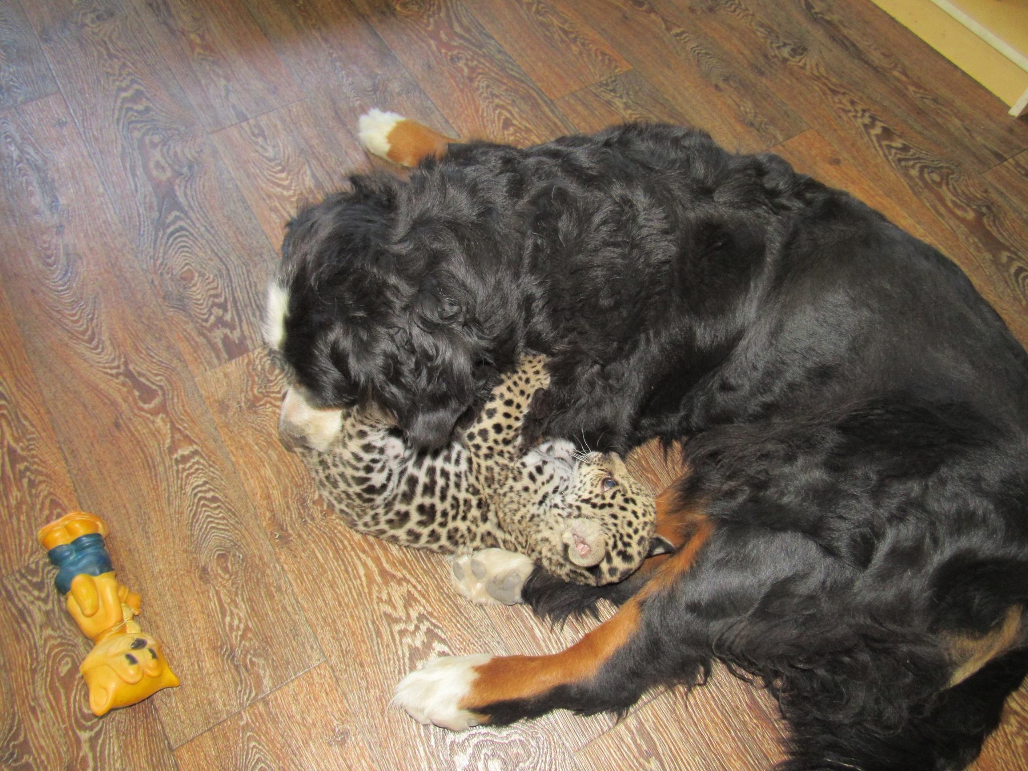 У Миколаєві маленького ягуара допомагає нянчити собака