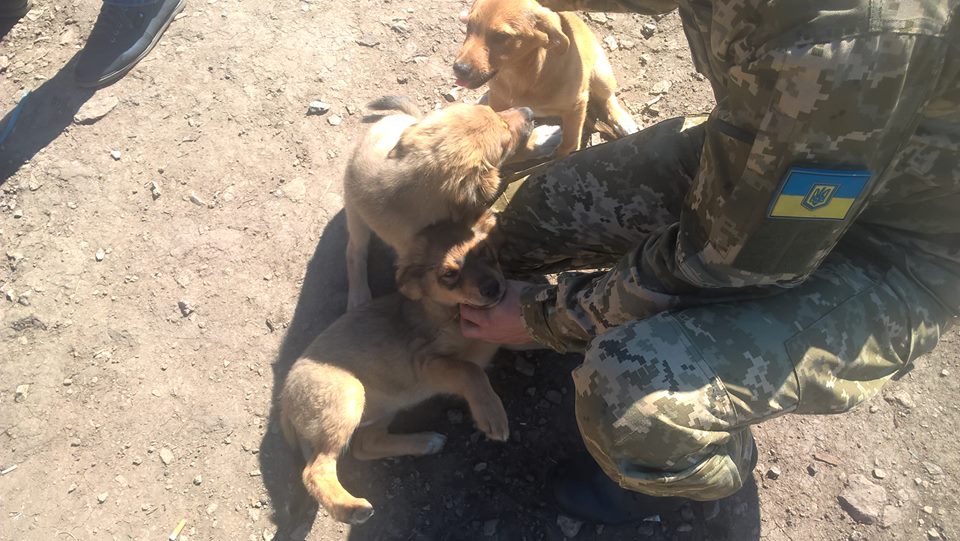 Чим займаються на Донбасі найкращі друзі бійців АТО - 7 - фото 1