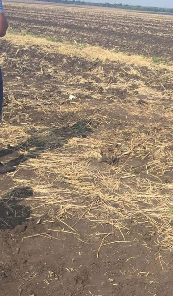 На Миколаївщині серед поля знайшли останки чоловіка, якого переїхала важка техніка - фото 1