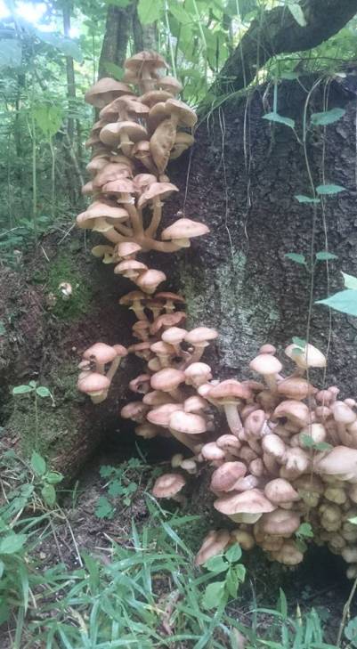 Туристи у Караптах не нарадуються - гриби рясніють навіть на деревах - фото 2