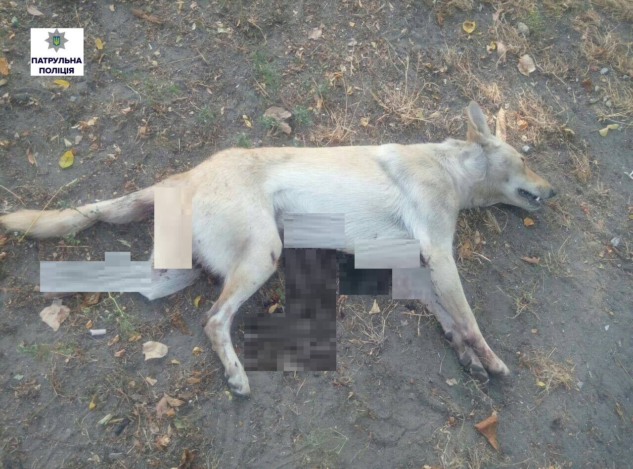 У Миколаєві 44-річний чоловік вбив собаку