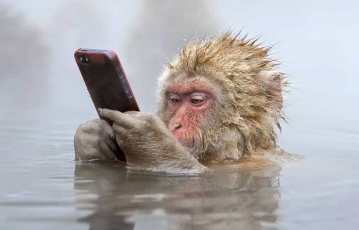 Як смішно мавпи релаксують у термальних басейнах - фото 2