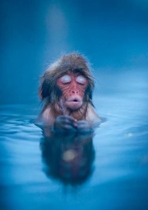 Як смішно мавпи релаксують у термальних басейнах - фото 1