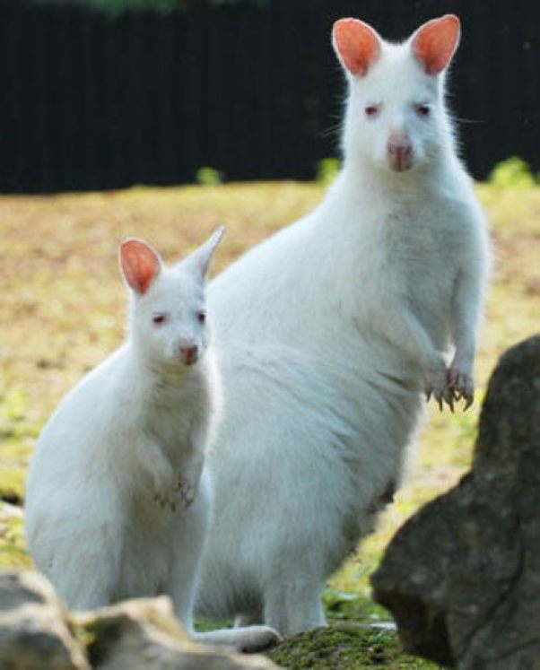 Як неймовірно виглядають тварини альбіноси - фото 10