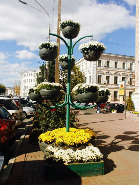 Київ засадять тисячами хризантем - фото 1 Київ засадять тисячами хризантем - фото 1