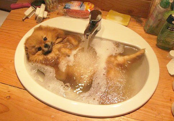 Як смішно тварини рятуються від спеки, приймаючи водні процедури - фото 10
