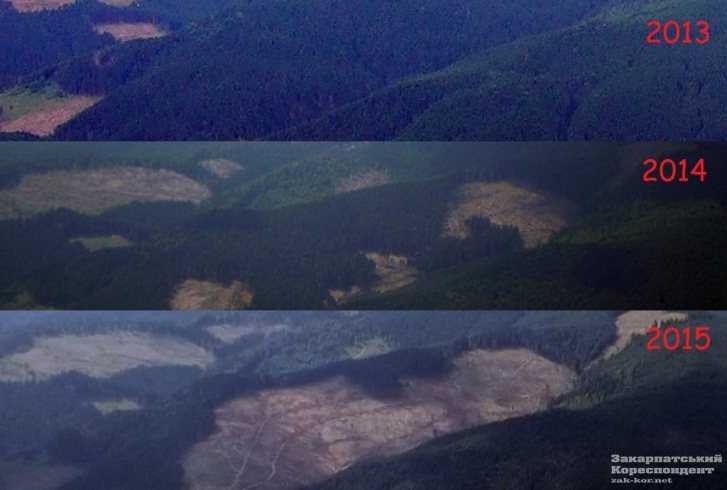 Лісова вахканалія: Чому благі наміри не зупиняють "облисіння" Карпат - фото 2