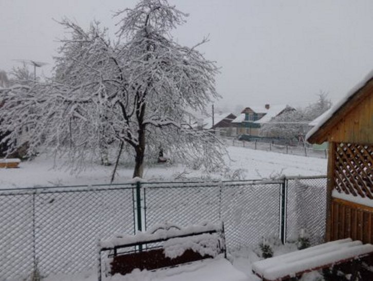 У мережі з'явились фото квітневого снігу на Закарпатті - фото 4