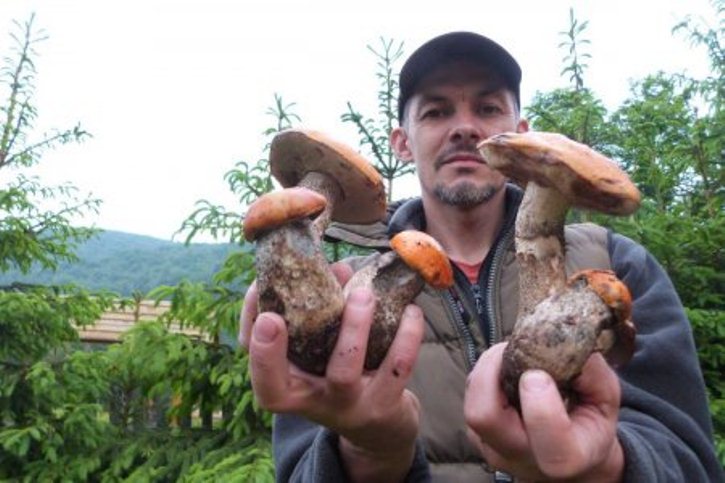 Кселарія, квочка, мухомор Цезаря: Що ви ще не знаєте про карпатські гриби  - фото 10