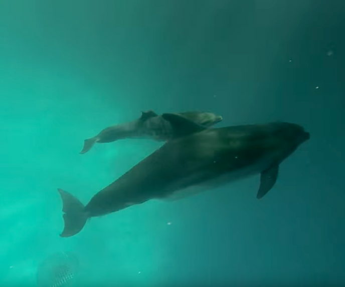 У дельфінів з одеського "Немо" народилося маля - фото 1
