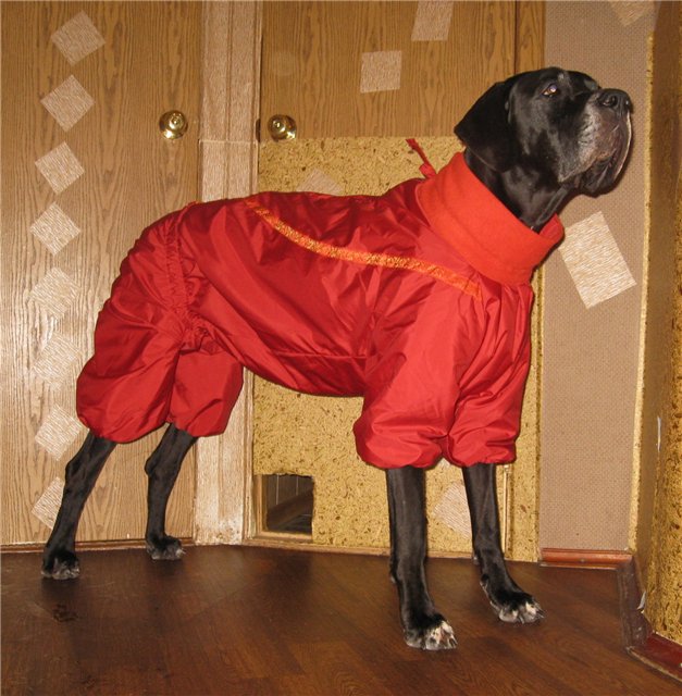 Холод собачий: ТОП-20 собак у зимовому одязі - фото 4