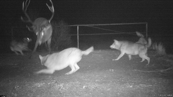 http://www.depo.ua/static/files/gallery_uploads/images/150204133039_wolves_deer_hunting_chornobyl_gashchak_624x351_serhii.jpg