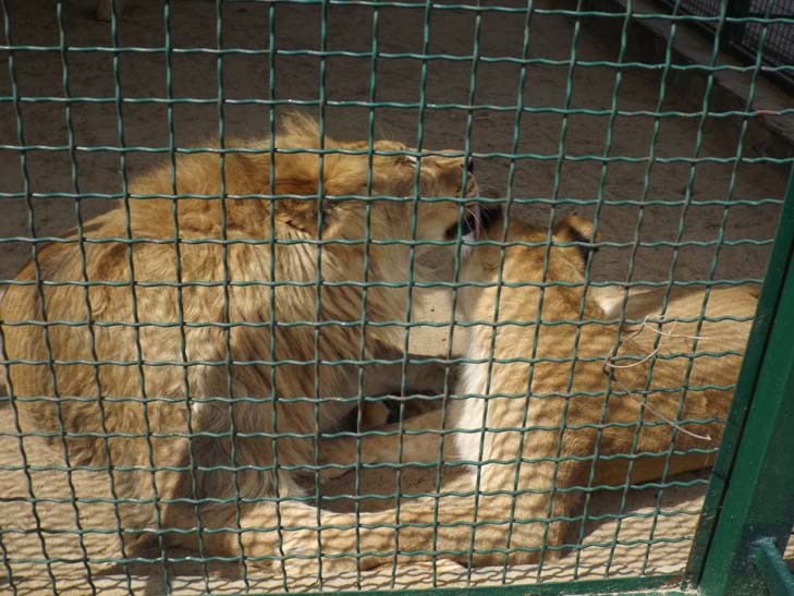 Тваринний світ бердянського зоопарку поповнили тигр, ведмеді та мавпеня - фото 16