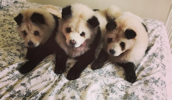 Чау-чау, які стали пандами, підірвали інтернет - фото 3