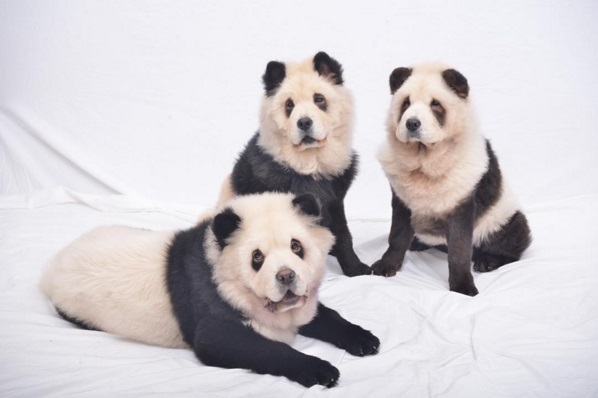 Чау-чау, які стали пандами, підірвали інтернет - фото 2