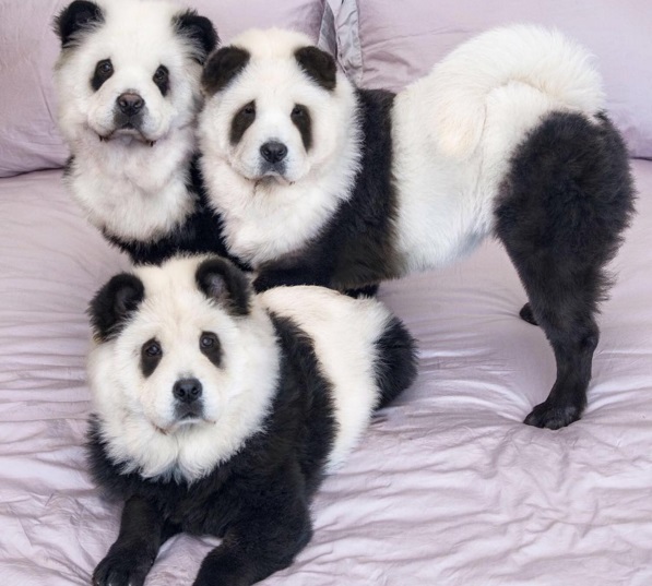 Чау-чау, які стали пандами, підірвали інтернет - фото 1