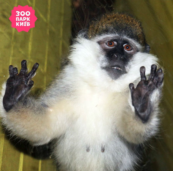 Киян запрошують у зоопарк на годування символу Нового року – мавп  - фото 1