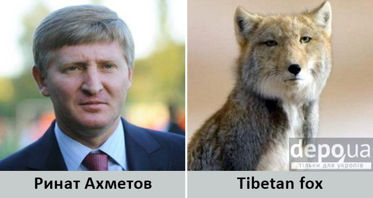 Політики та тварини: Які звіри сплять в Яценюкові, Ляшку і Парасюку - фото 18