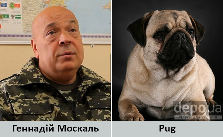 Політики та тварини: Які звіри сплять в Яценюкові, Ляшку і Парасюку - фото 11