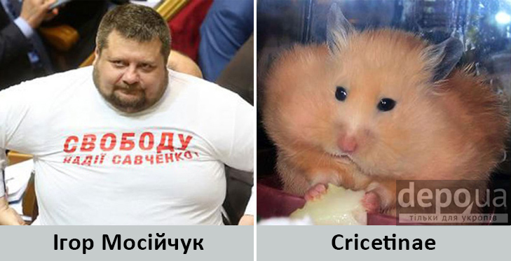 Політики та тварини: Які звіри сплять в Яценюкові, Ляшку і Парасюку - фото 1