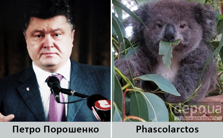 Політики та тварини: Які звіри сплять в Яценюкові, Ляшку і Парасюку - фото 14
