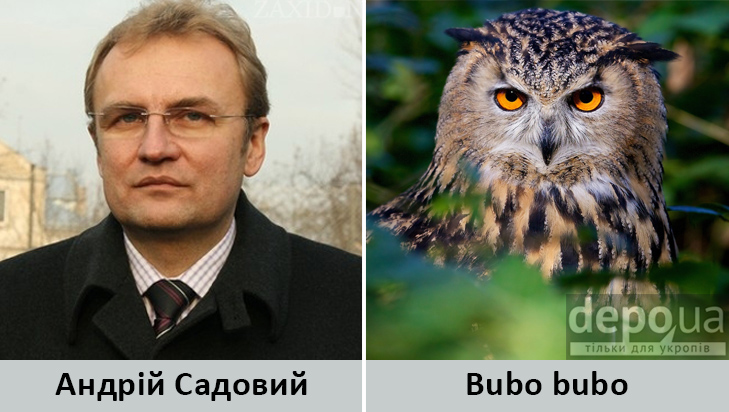 Політики та тварини: Які звіри сплять в Яценюкові, Ляшку і Парасюку - фото 10