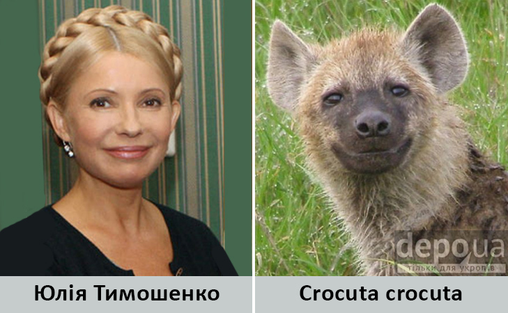 Політики та тварини: Які звіри сплять в Яценюкові, Ляшку і Парасюку - фото 15