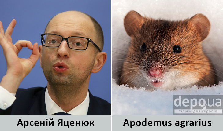 Політики та тварини: Які звіри сплять в Яценюкові, Ляшку і Парасюку - фото 16