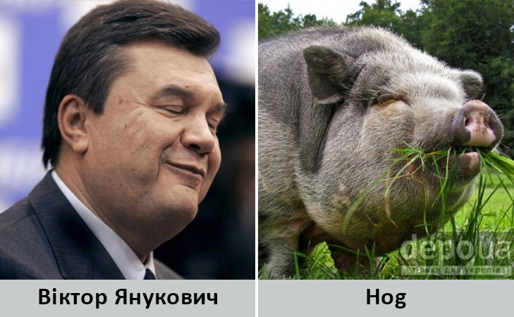 Політики та тварини: Які звіри сплять в Яценюкові, Ляшку і Парасюку - фото 20