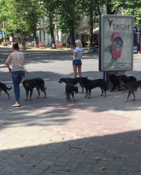 У центрі Миколаєва поліцейські рятували людей від навіженої зграї собак - фото 1