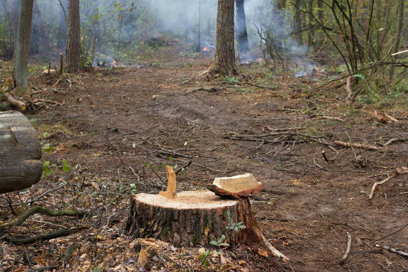 Активісти заявляють про варварську вирубку дерев у Святошинському лісі  - фото 2