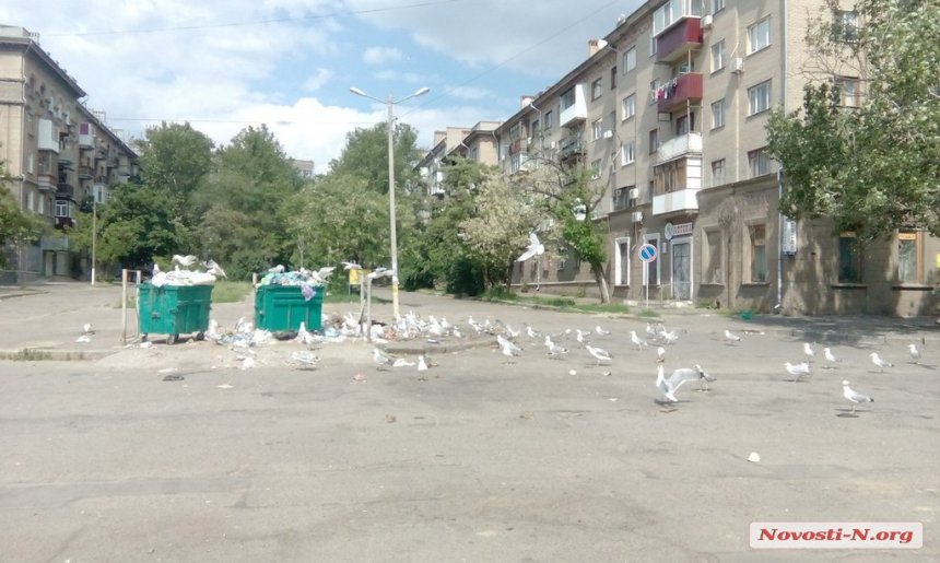 У Миколаєв сміттєві баки атакували чайки