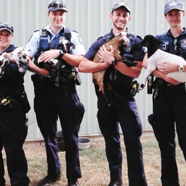 Як австралійські поліцейські пестять тваринок в "Інстаграмі" - фото 5