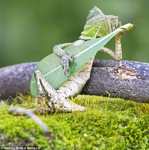 Як ящірка грає на листочку, мов на гітарі  - фото 1
