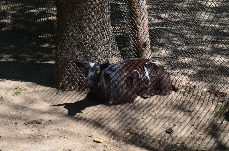 Чому Рівненський зоопарк не відгороджує тварин гратами і решітками - фото 4