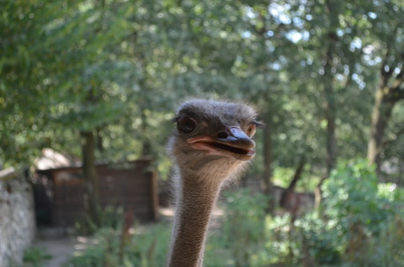 Чому Рівненський зоопарк не відгороджує тварин гратами і решітками - фото 12