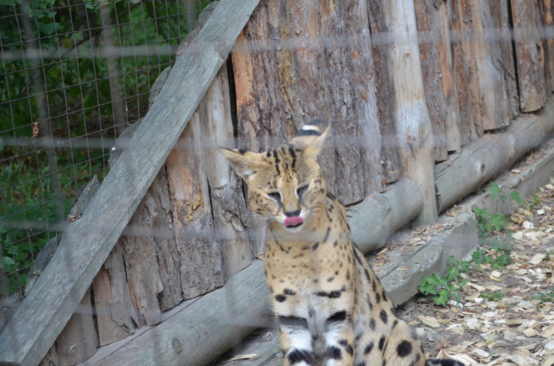 Чому Рівненський зоопарк не відгороджує тварин гратами і решітками - фото 17