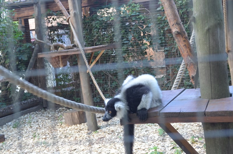 Чому Рівненський зоопарк не відгороджує тварин гратами і решітками - фото 19