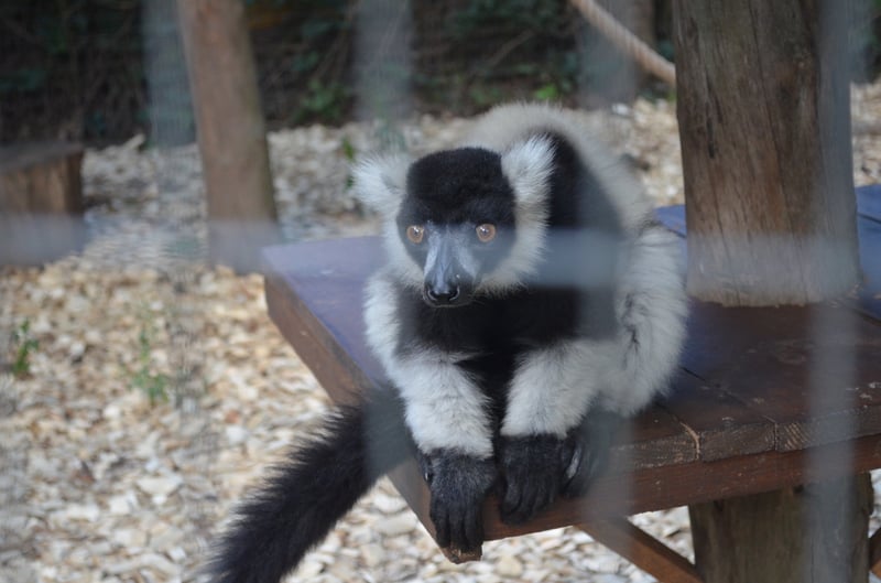 Чому Рівненський зоопарк не відгороджує тварин гратами і решітками - фото 20