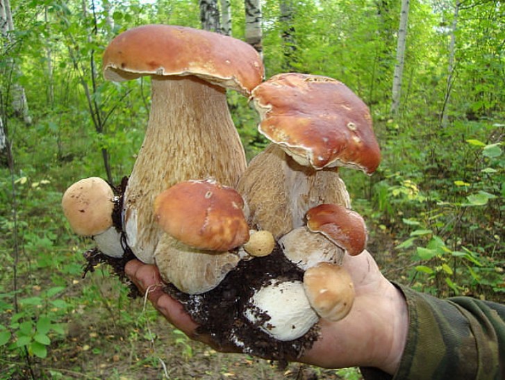 Як Карпати дразнять туристів грибами - фото 2