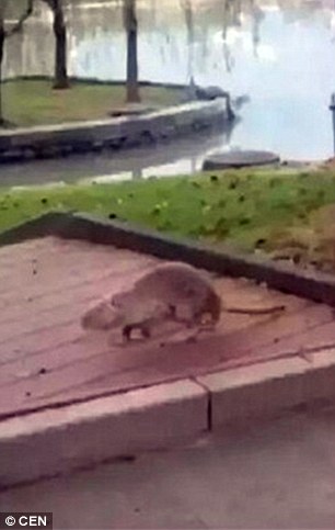 Гігантський щур-мутант налякав своїми розмірами студентське містечко - фото 2