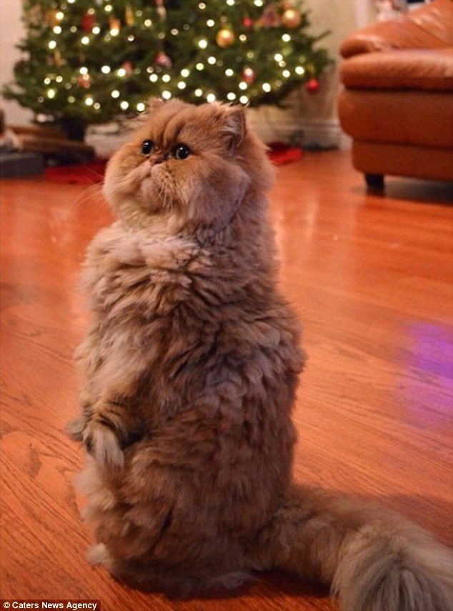 Як виглядає кішка, яка ненавидить Різдво  - фото 1